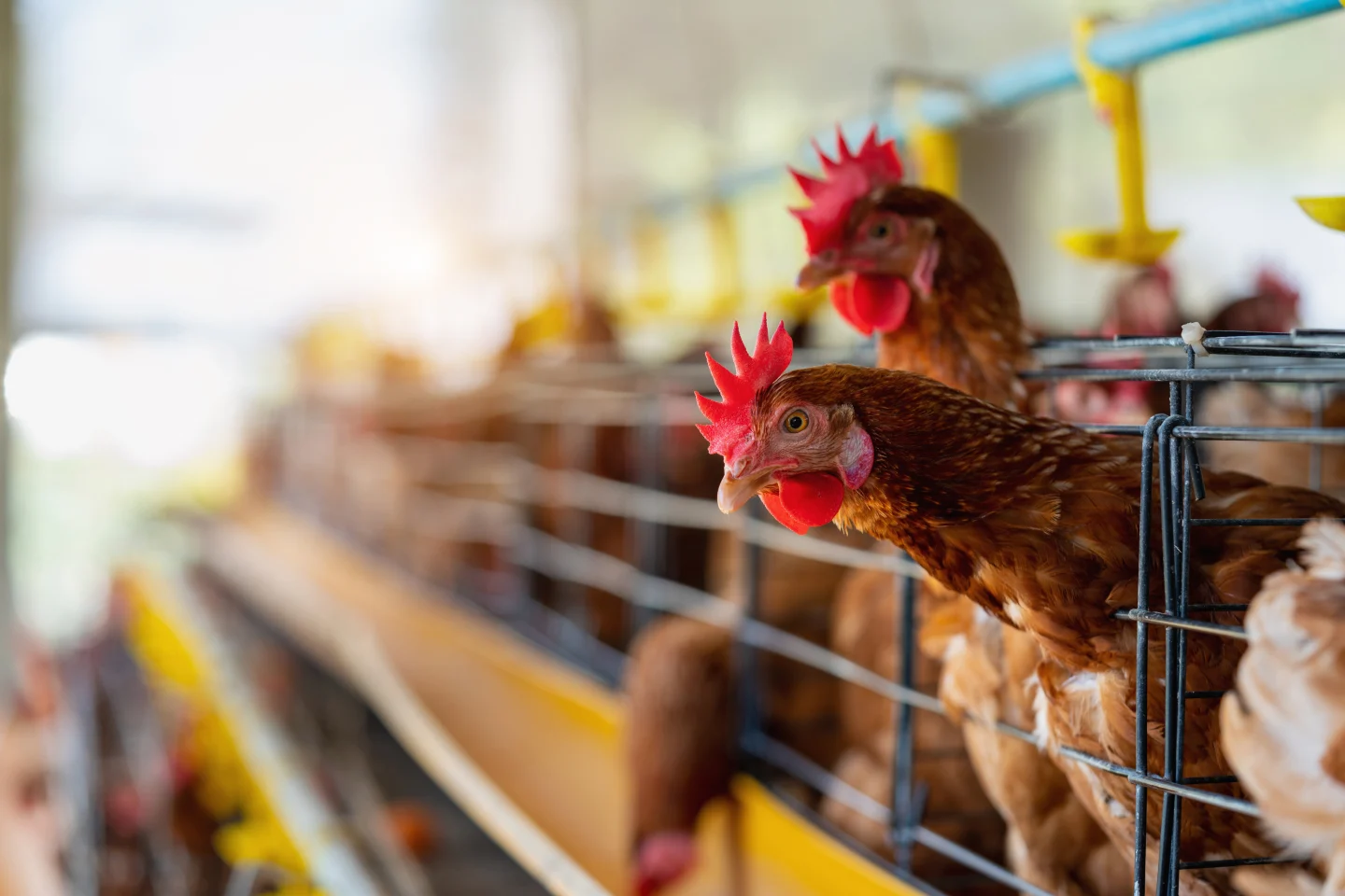 ERP Poultry Solutions for Streamlined Poultry Farm Management